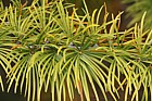 Pseudolarix amabilis Golden Larch