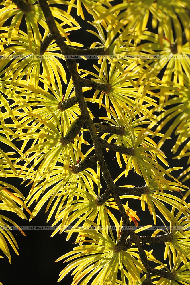 Pseudolarix amabilis Golden Larch