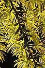 Pseudolarix amabilis Golden Larch