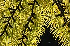 Pseudolarix amabilis Golden Larch