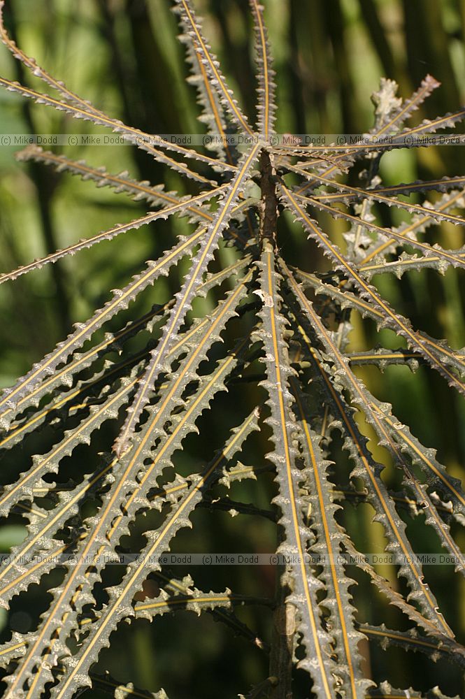 Pseudopanax ferox