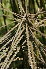 Pseudopanax ferox