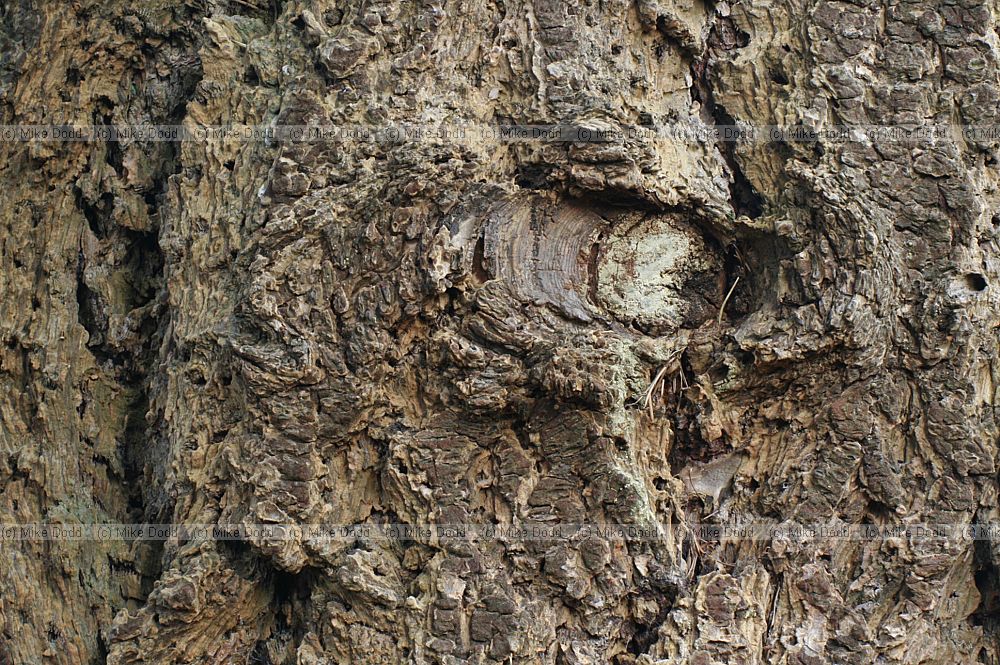 Pseudotsuga menziesii Douglas Fir bark