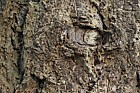Pseudotsuga menziesii Douglas Fir bark