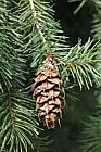 Pseudotsuga menziesii Douglas Fir