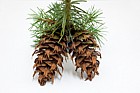 Pseudotsuga menziesii Douglas fir