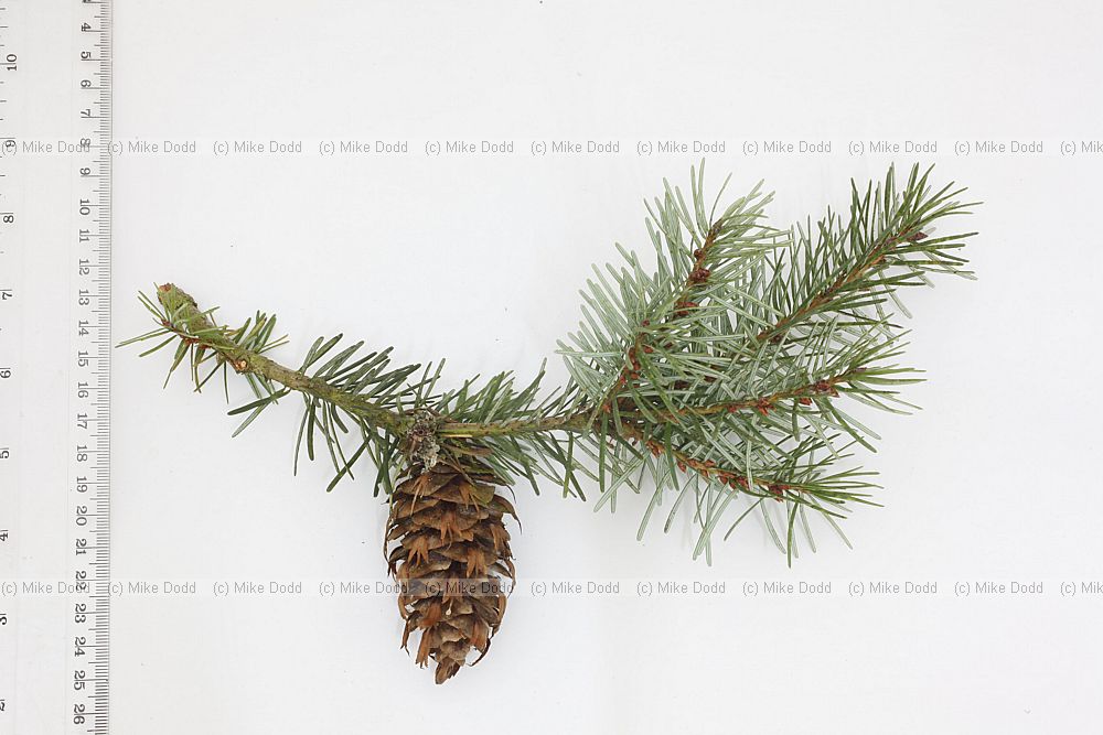 Pseudotsuga menziesii Douglas fir