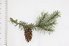Pseudotsuga menziesii Douglas fir