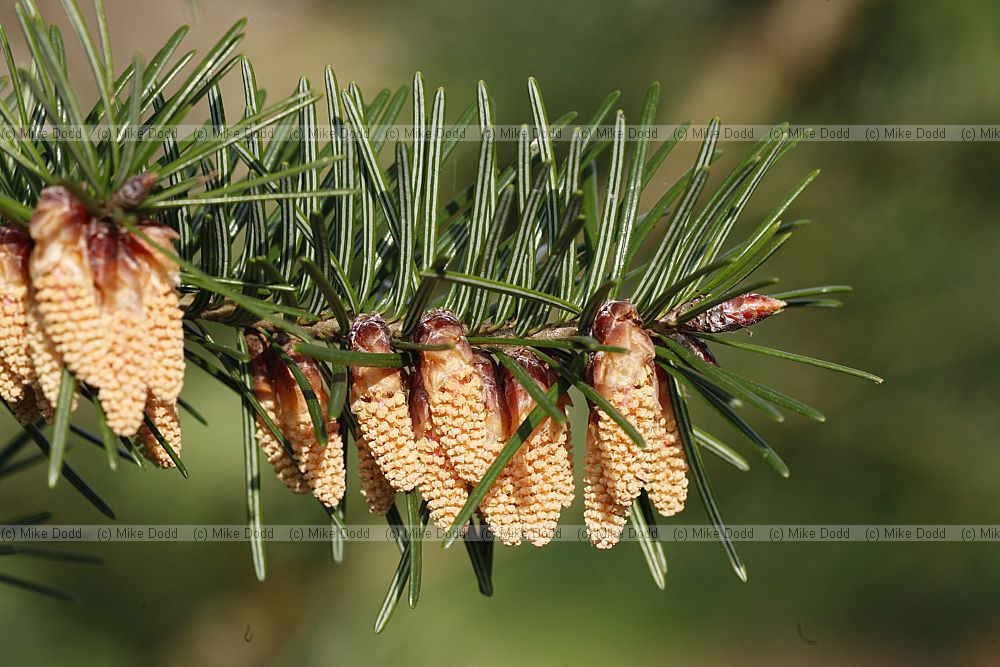 Pseudotsuga menziesii Douglas fir