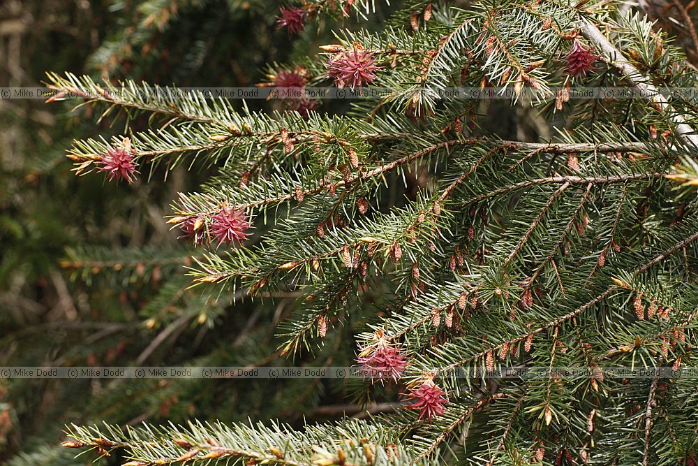 Pseudotsuga menziesii var glauca Rocky Mountain Douglas-fir