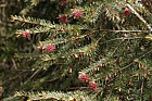 Pseudotsuga menziesii var glauca Rocky Mountain Douglas-fir