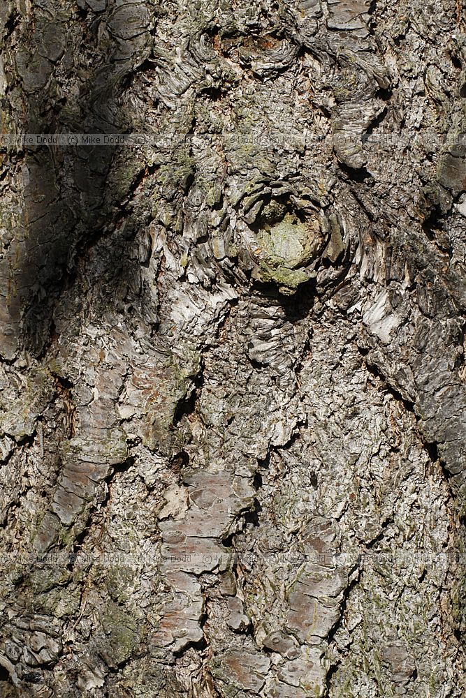 Pseudotseuga menziesii var glauca