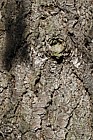 Pseudotseuga menziesii var glauca