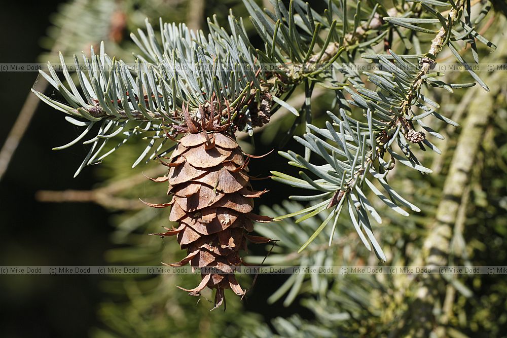 Pseudotseuga menziesii var glauca