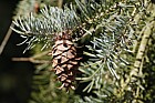 Pseudotseuga menziesii var glauca