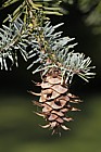 Pseudotseuga menziesii var glauca