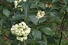 Ptelea trifoliata