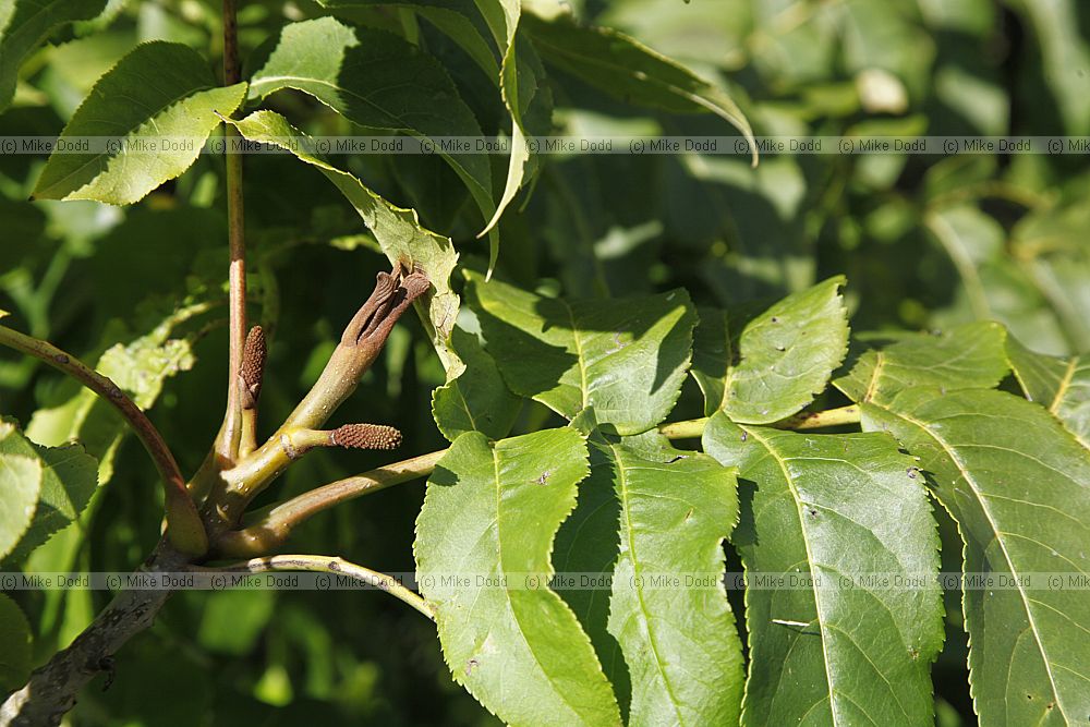 Pterocarya fraxinifolia Caucasian Wingnut