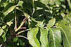 Pterocarya fraxinifolia Caucasian Wingnut