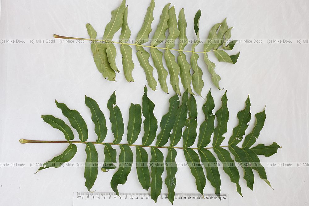 Pterocarya fraxinifolia Caucasian Wingnut