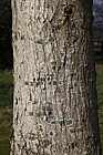 Pterocarya rhoifolia