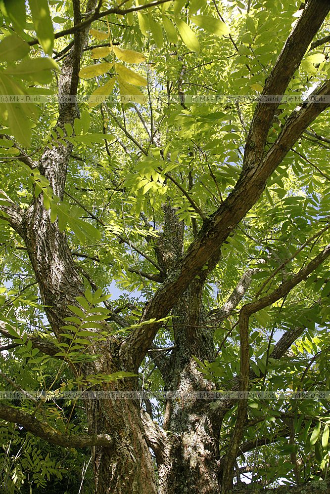Pterocarya stenoptera Chinese Wingnut