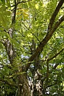 Pterocarya stenoptera Chinese Wingnut