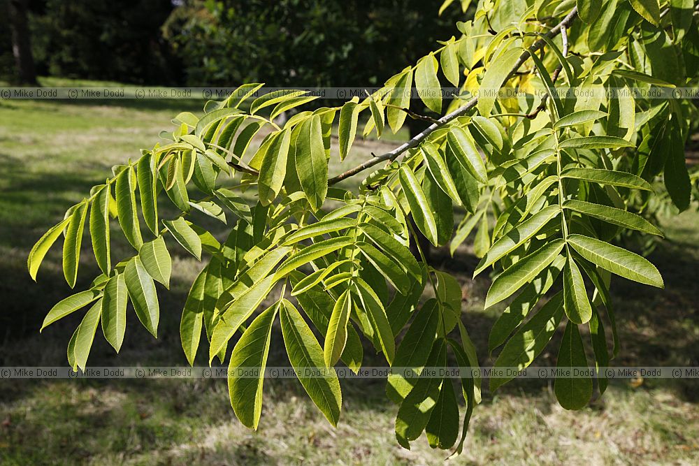 Pterocarya stenoptera Chinese Wingnut