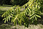 Pterocarya stenoptera Chinese Wingnut