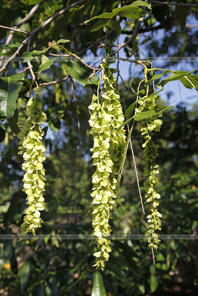 Pterocarya x rehderiana