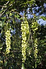 Pterocarya x rehderiana