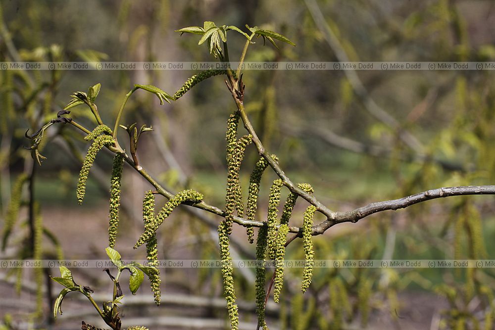 Pterocarya x rehderiana