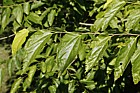 Pteroceltis tatarinowii