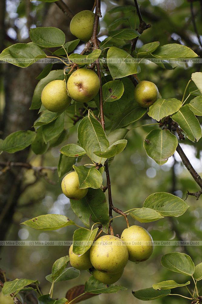 +Pyrocydonia danielii