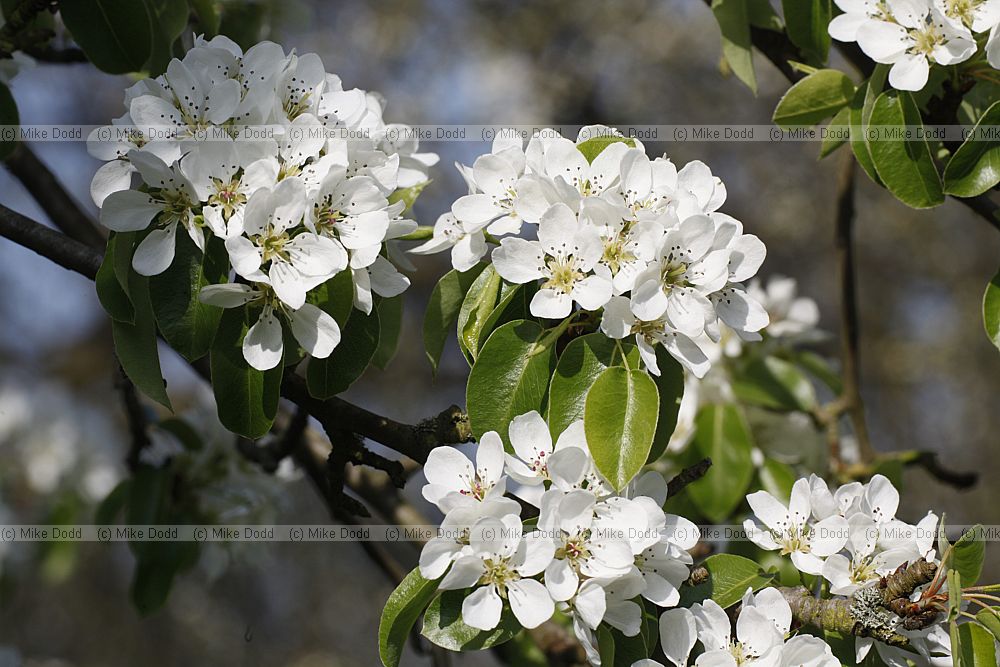 Pyrus amygdaliformis subsp amygdaliformis
