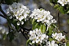 Pyrus amygdaliformis subsp amygdaliformis