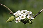 Pyrus boissieriana Boissier Pear