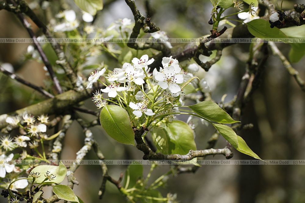 Pyrus bretschneideri Chinese white pear