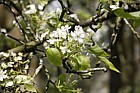 Pyrus bretschneideri Chinese white pear