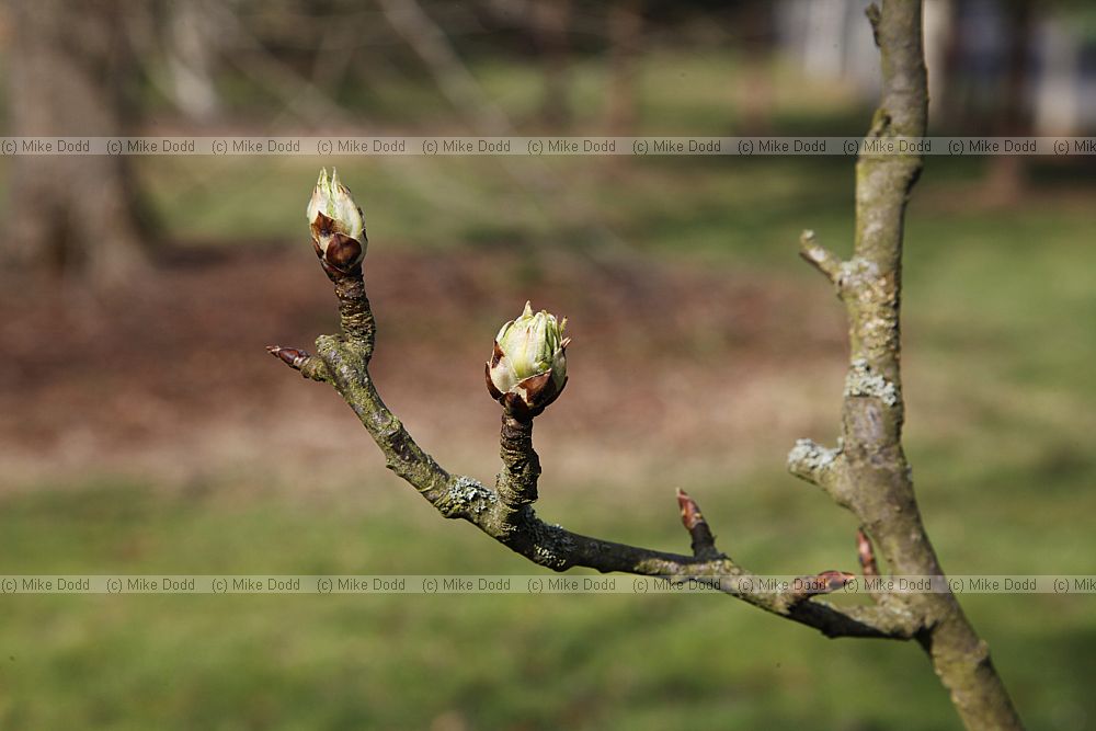 Pyrus calleryana