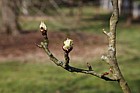 Pyrus calleryana