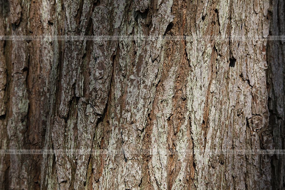 Pyrus calleryana