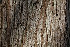 Pyrus calleryana