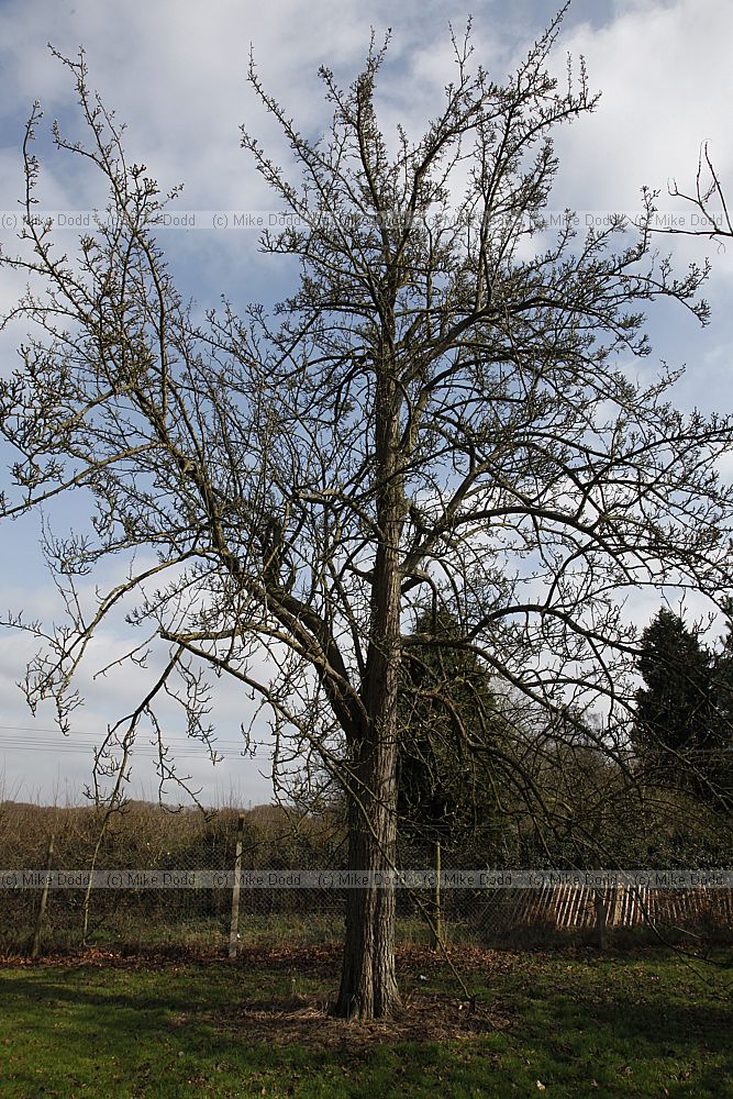 Pyrus calleryana