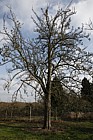 Pyrus calleryana