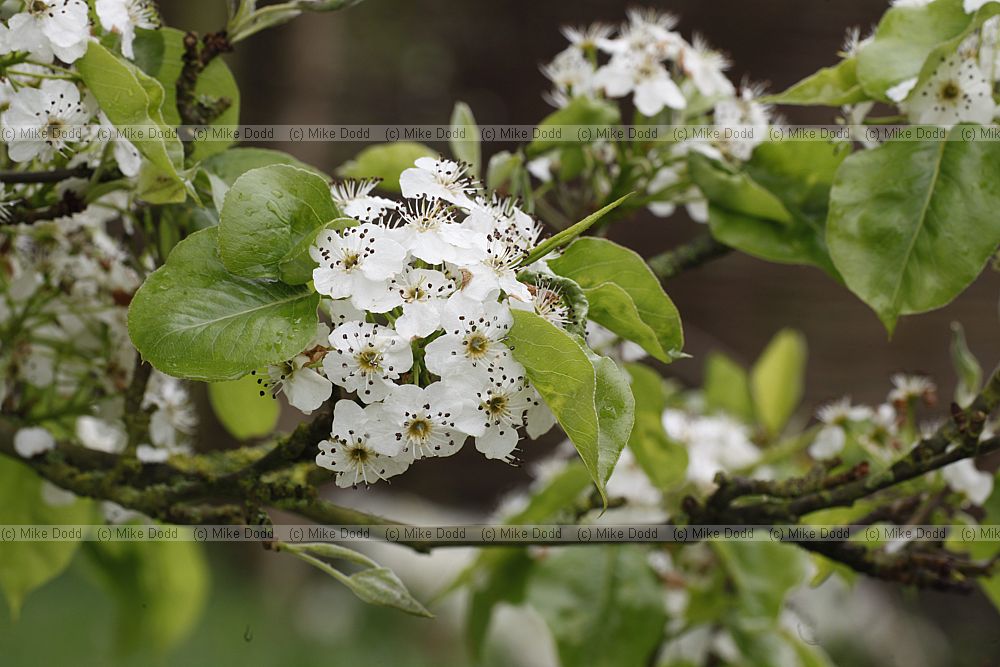 Pyrus calleryana 'Chanticleer'