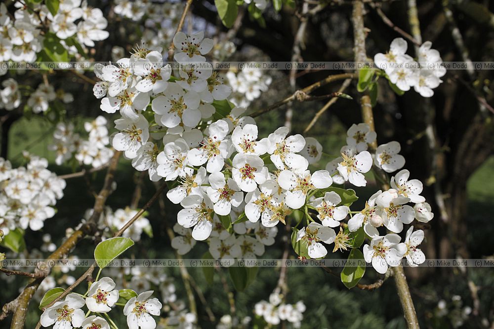 Pyrus caucasica