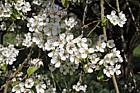 Pyrus caucasica