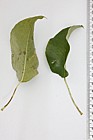 Pyrus communis Common Pear