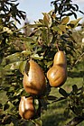 Pyrus communis 'Abbe Fetel' Pear